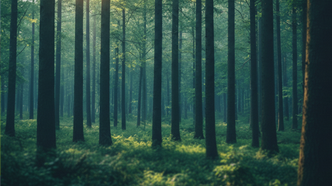 산림기술용역업